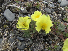 Papaver mcconnellii