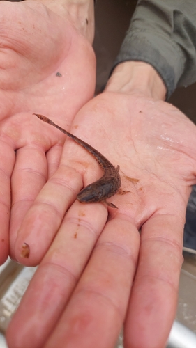 Kleine zweepstaartmeerval (Rineloricaria parva) — Loricariidae — 5