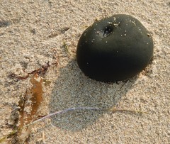 Codium pomoides