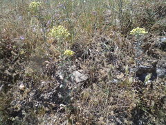 Andryala integrifolia