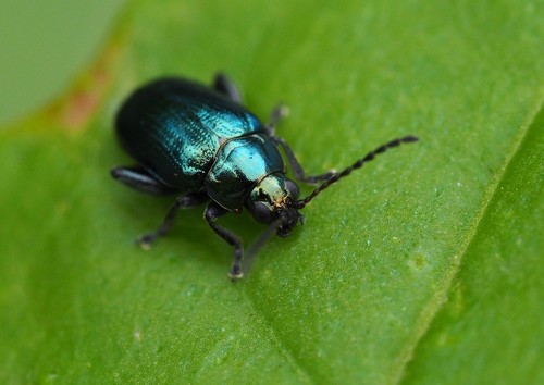 Arsipoda chrysis · iNaturalist