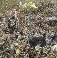 Andryala integrifolia