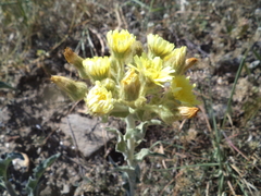 Andryala integrifolia