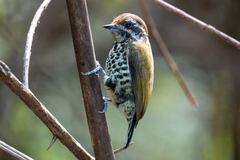 Speckled Piculet photo 3