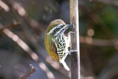 Speckled Piculet photo 4