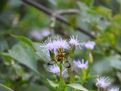 Pseudosphex leovazquezae