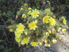 Andryala integrifolia