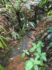 Indolestes vitiensis