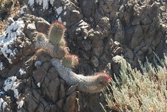 Mammillaria pondii pondii