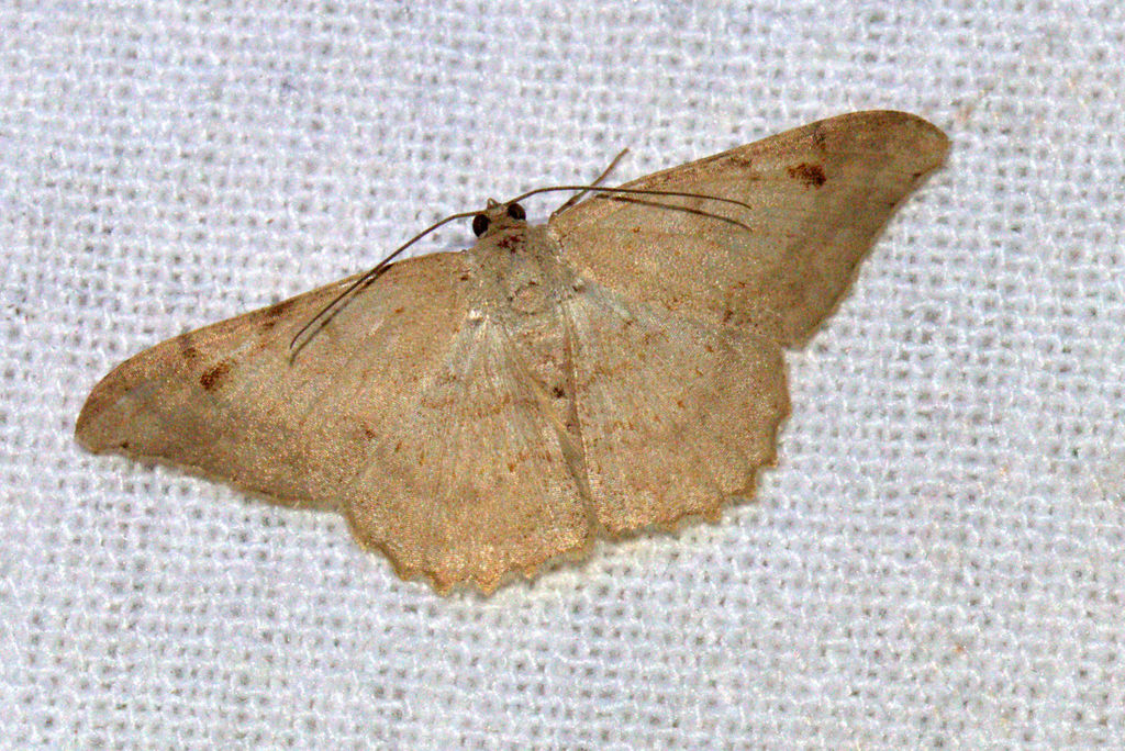 Luxiaria hypaphanes