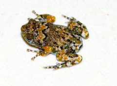Indian Dot Frog photo 2
