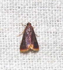 Hypsopygia postflava