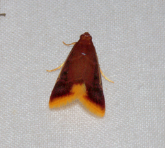 Hypsopygia postflava