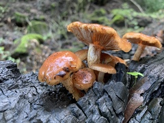 Pyrrhulomyces astragalinus