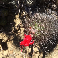 Mammillaria pondii pondii