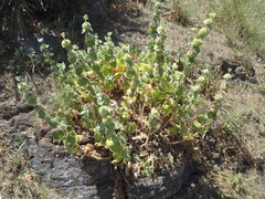 Pseudodictamnus hirsutus