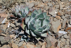 Agave sebastiana