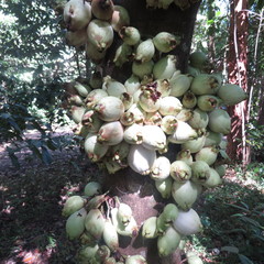 Syzygium cormiflorum