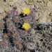 Echinocereus maritimus maritimus - Photo (c) snakeinmypocket, some rights reserved (CC BY-NC), uploaded by snakeinmypocket