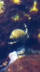 Pagurus hirsutiusculus