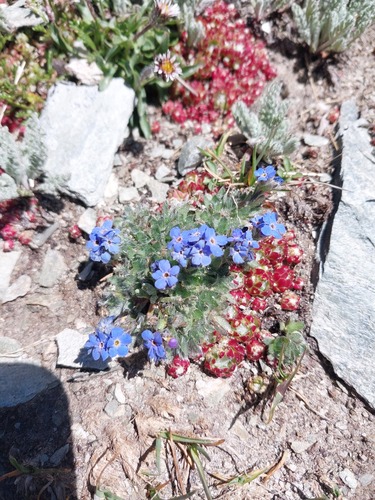 Eritrichium nanum, photograph 3