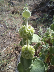 Pseudodictamnus hirsutus