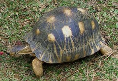 Astrochelys radiata