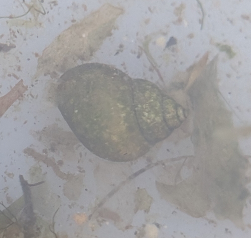 Bithynia tentaculata