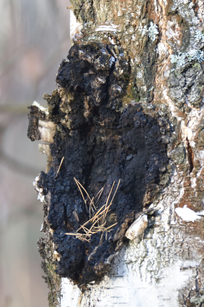 Inonotus obliquus · November 2025 · photo: © fyodorp (iNaturalist, cc-by)
