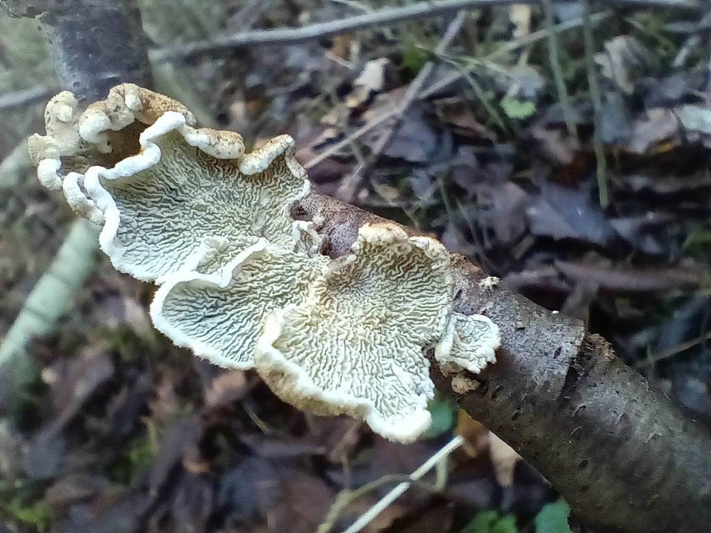 Plicatura crispa · November 2025 · photo: © considerthelilies (iNaturalist, cc-by)