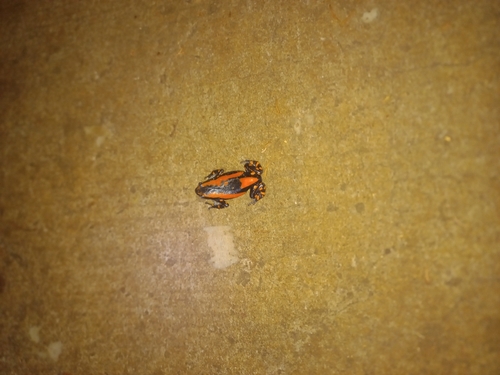 Red-Banded Rubber Frog