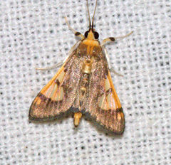 Ulopeza idyalis