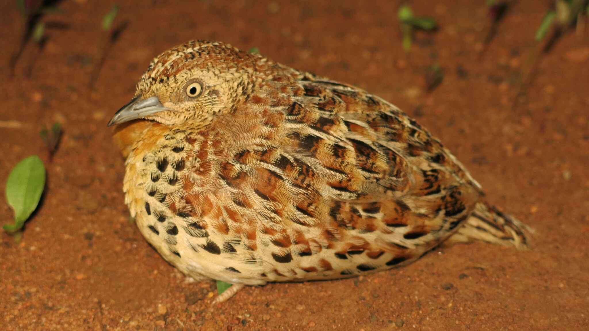 Small Buttonquail (Turnix sylvaticus)
