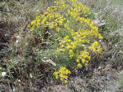 Cachrys libanotis