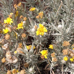 Senecio mairetianus