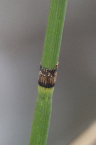 Equisetum × moorei, photograph 6