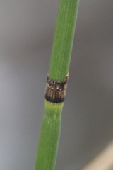 Equisetum × moorei, photograph Fyodor Pudovikov, CC BY, iNaturalist via GBIF