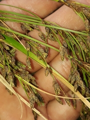 Scirpus polystachyus