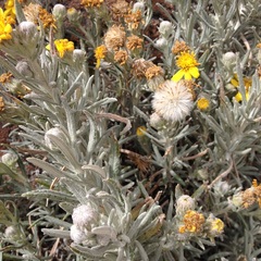 Senecio mairetianus