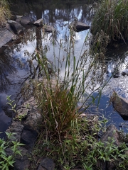 Scirpus polystachyus