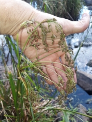 Scirpus polystachyus