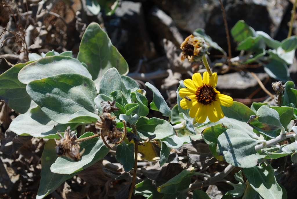 Encelia palmeri