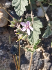 Erodium ciconium