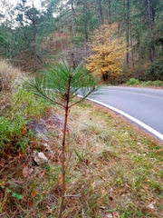 Pinus arizonica