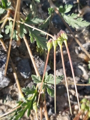 Erodium ciconium