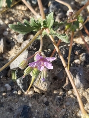 Erodium ciconium