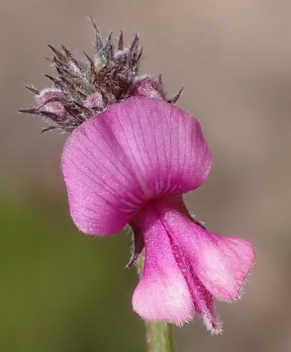 Longstalk Indigo (Indigofera declinata)