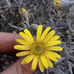 Senecio mairetianus