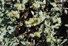 Ambrosia chenopodiifolia