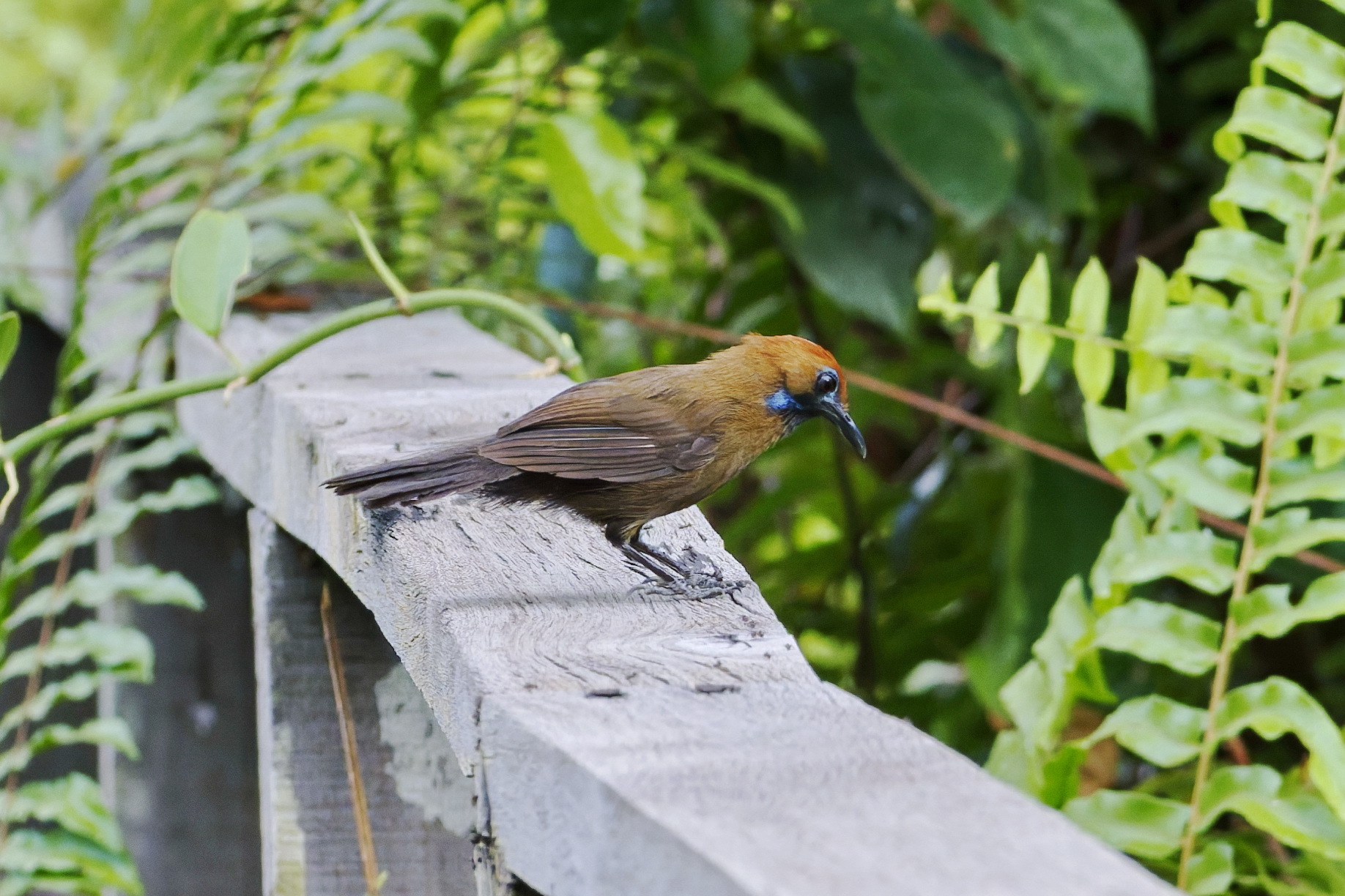 Fluffy-backed Tit-Babbler (Macronus ptilosus), photo 4